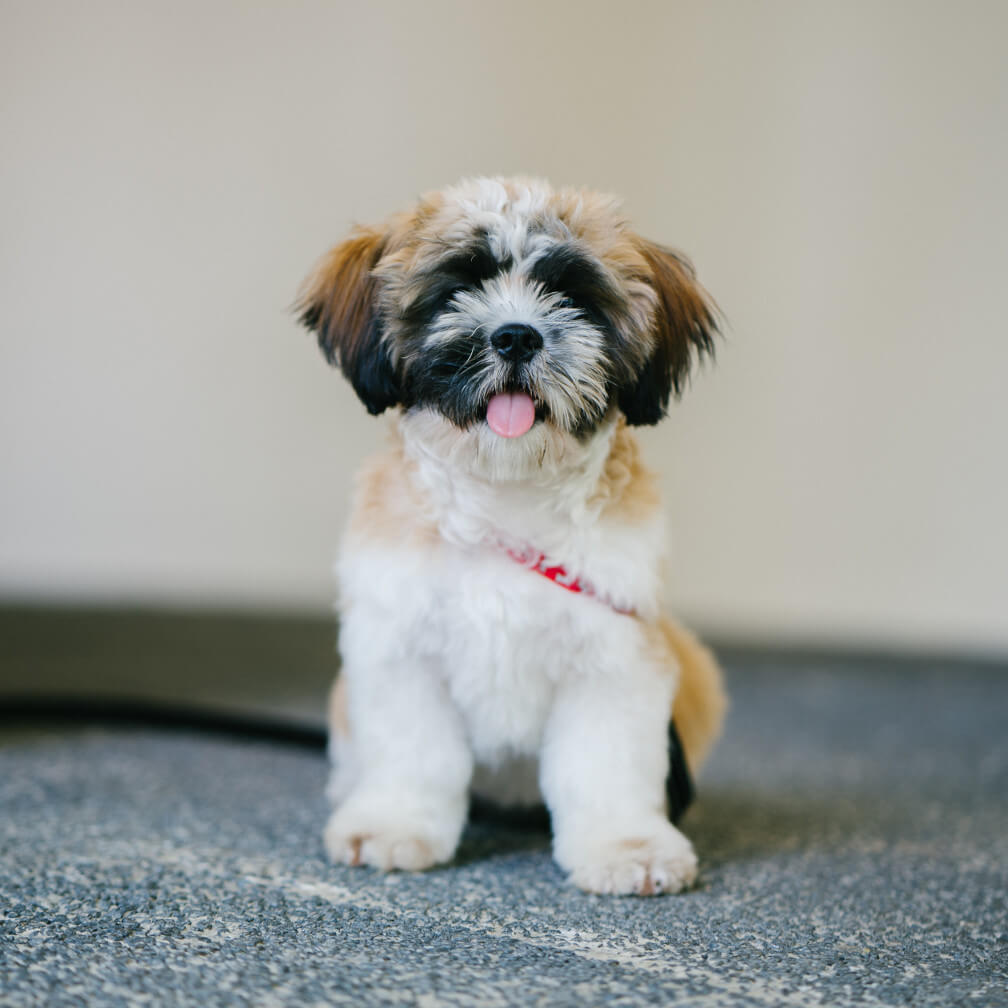 example/files/adorable-puppy.jpg